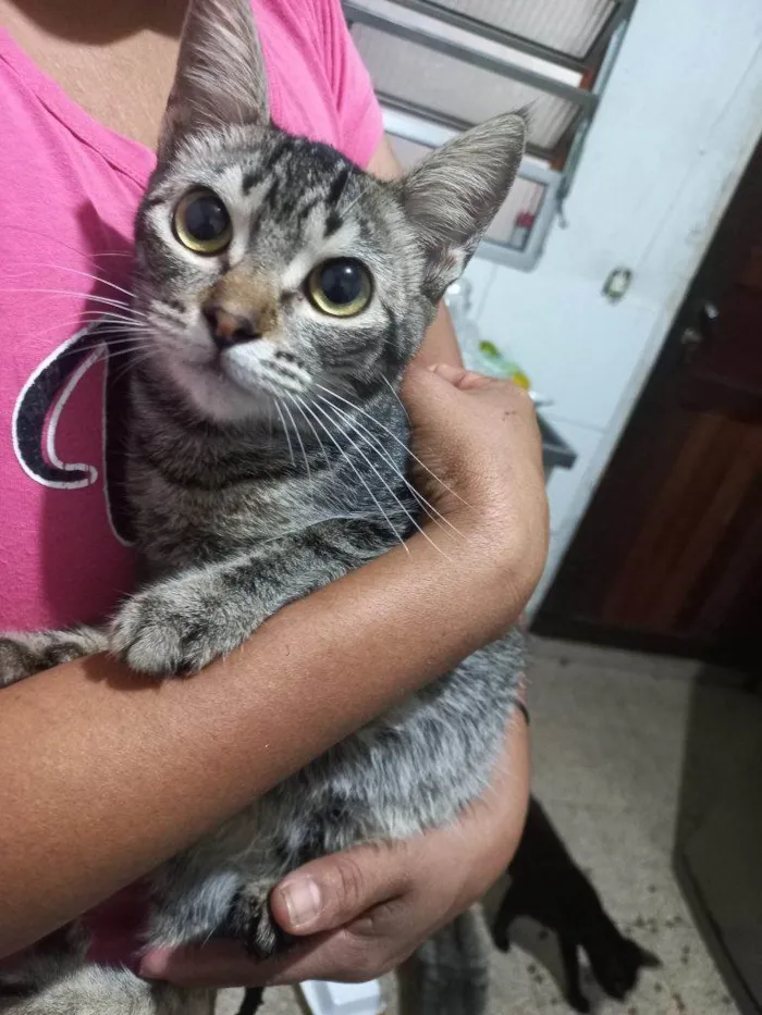 Gato ra a SRD-ViraLata idade 2 a 6 meses nome 5 Gatos Urgente