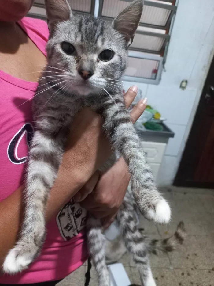 Gato ra a SRD-ViraLata idade 2 a 6 meses nome 5 Gatos Urgente