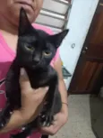 5 Gatos Urgente