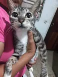5 Gatos Urgente