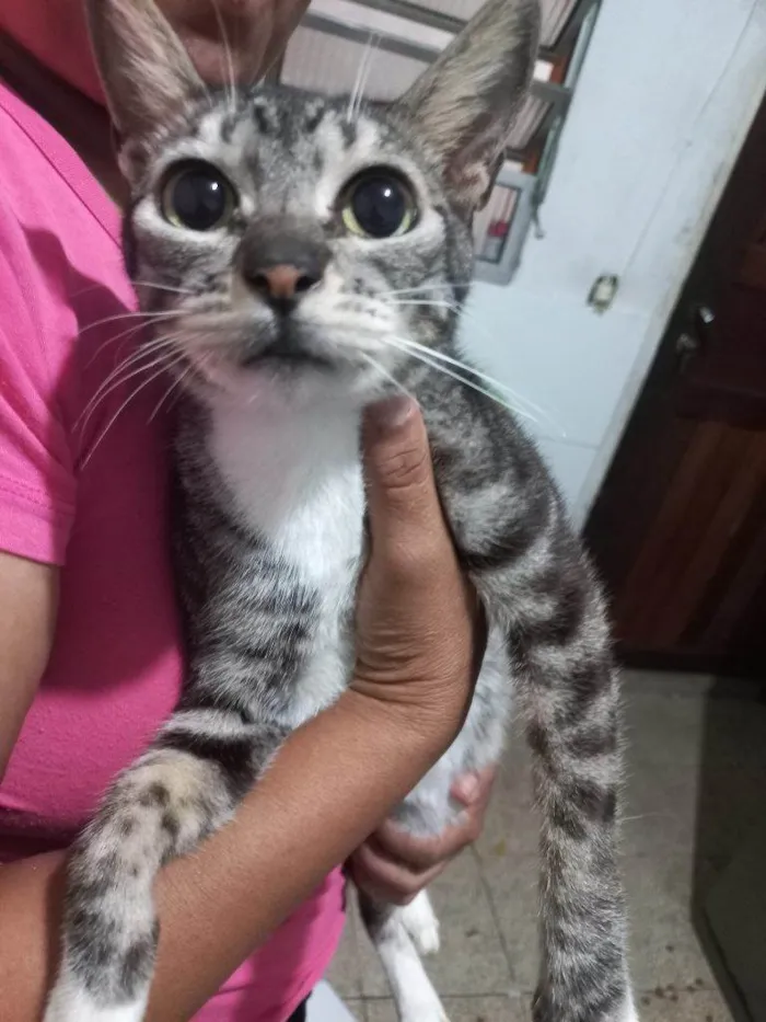 Gato ra a SRD-ViraLata idade 2 a 6 meses nome 5 Gatos Urgente
