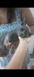 5 Gatos Urgente