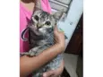 5 Gatos Urgente