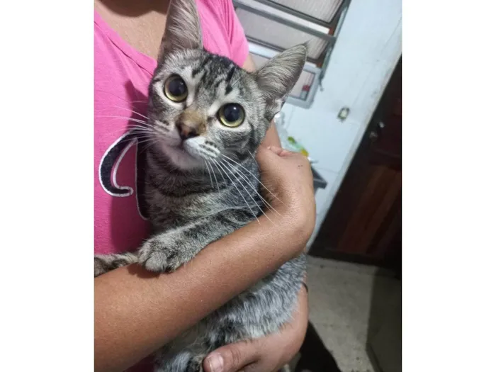 Gato ra a SRD-ViraLata idade 2 a 6 meses nome 5 Gatos Urgente