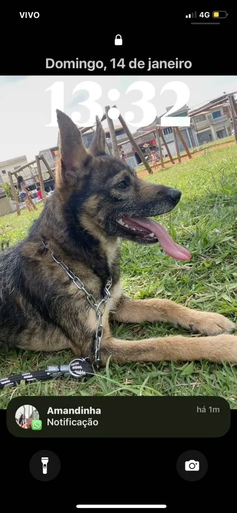 Cachorro ra a SRD-ViraLata idade 7 a 11 meses nome Adoção Urgente