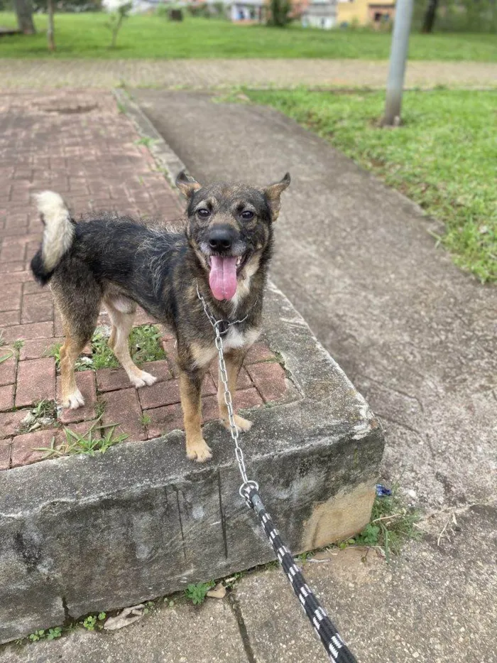 Cachorro ra a SRD-ViraLata idade 7 a 11 meses nome Adoção Urgente