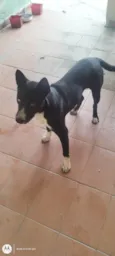 Adoção Urgente
