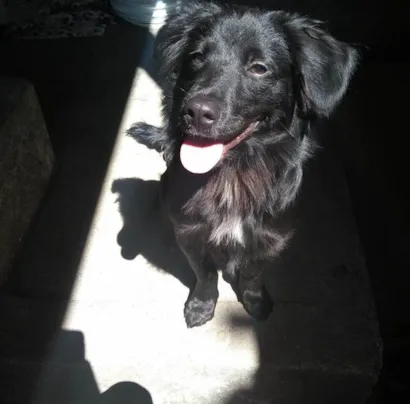 Cachorro raça SRD-ViraLata idade 2 a 6 meses nome Porte P Urgente