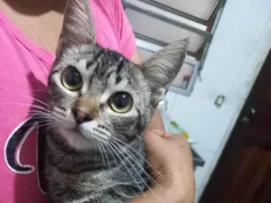 Gato raça SRD-ViraLata idade 2 a 6 meses nome 5 Gatos Urgente