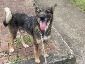 Cachorro raça SRD-ViraLata idade 7 a 11 meses nome Adoção Urgente