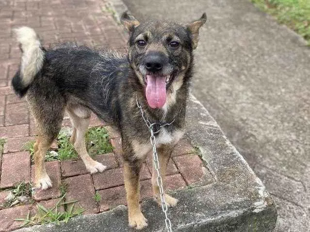 Cachorro ra a SRD-ViraLata idade 7 a 11 meses nome Adoção Urgente