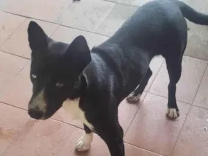 Cachorro raça SRD-ViraLata idade 7 a 11 meses nome Adoção Urgente