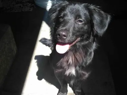Cachorro raça SRD-ViraLata idade 2 a 6 meses nome Porte P Urgente