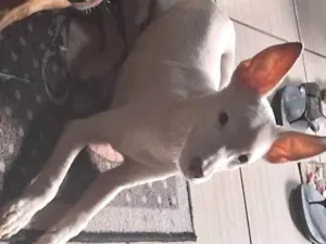 Cachorro raça SRD-ViraLata idade 2 a 6 meses nome GASPAZINHO 