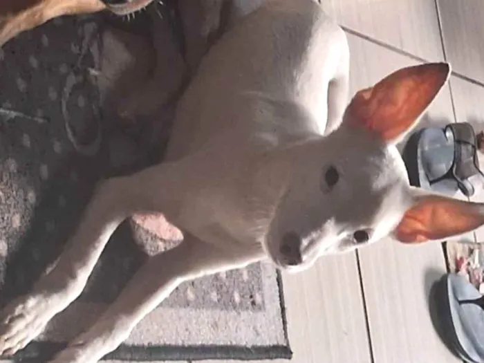 Cachorro ra a SRD-ViraLata idade 2 a 6 meses nome GASPAZINHO