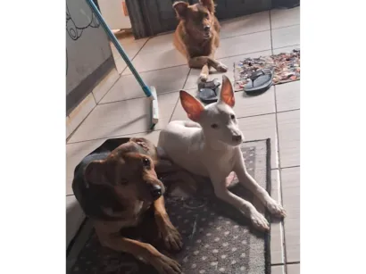 Cachorro raça SRD-ViraLata idade 2 a 6 meses nome GASPAZINHO 