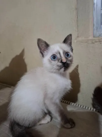 Gato raça Siamês idade 2 a 6 meses nome Zira