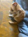 Gato