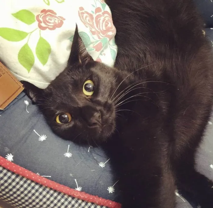 Gato ra a SRD-ViraLata idade 5 anos nome Adoção responsável 