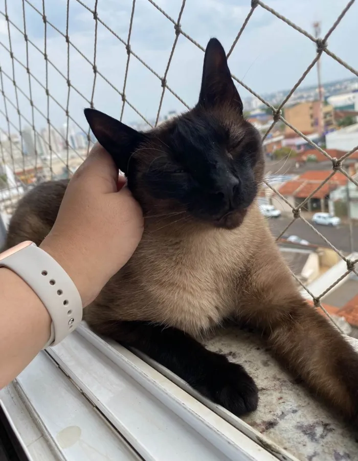 Gato ra a SRD-ViraLata idade 5 anos nome Adoção 