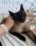 Adoção