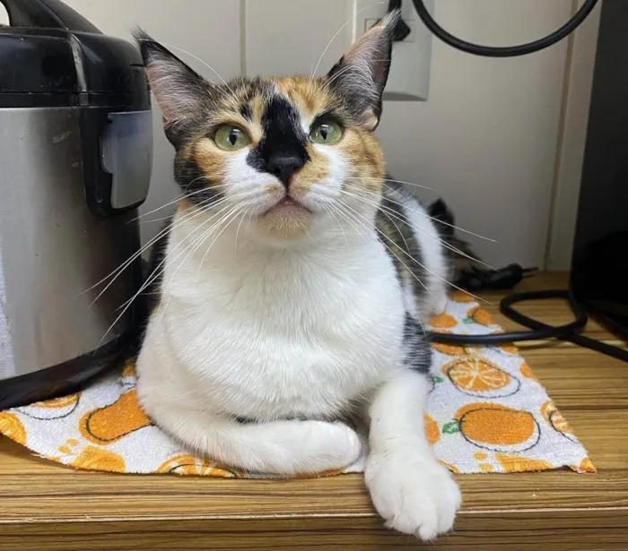 Gato ra a SRD-ViraLata idade 5 anos nome Adoção 