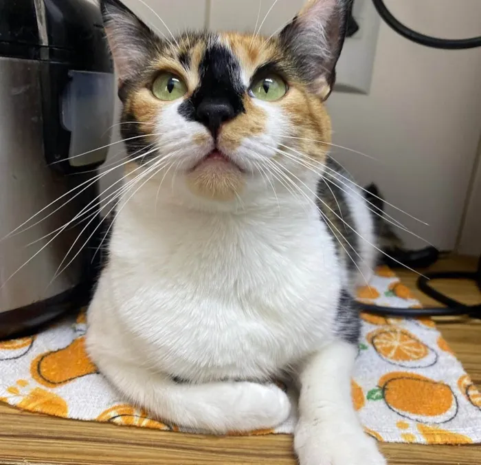 Gato ra a SRD-ViraLata idade 5 anos nome Adoção 