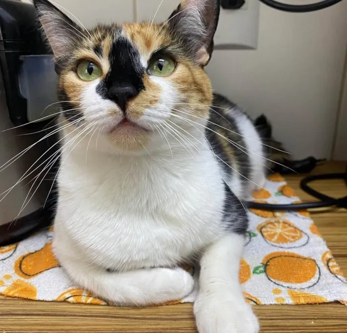 Gato ra a SRD-ViraLata idade 5 anos nome Adoção 
