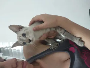Gato raça Siamês idade 2 a 6 meses nome Maria 3