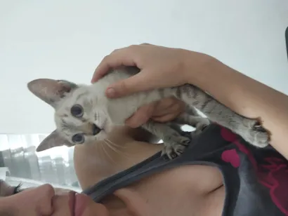 Gato raça Siamês idade 2 a 6 meses nome Maria 3