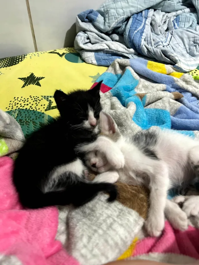 Gato ra a SRD-ViraLata idade 2 a 6 meses nome Frajola
