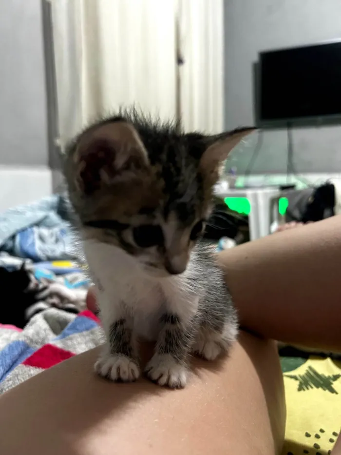 Gato ra a SRD-ViraLata idade 2 a 6 meses nome Frajola