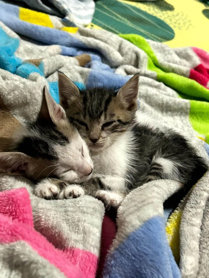 Gato ra a SRD-ViraLata idade 2 a 6 meses nome Frajola