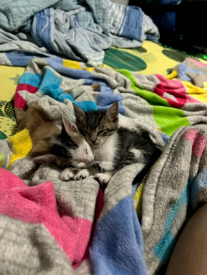 Gato ra a SRD-ViraLata idade 2 a 6 meses nome Frajola
