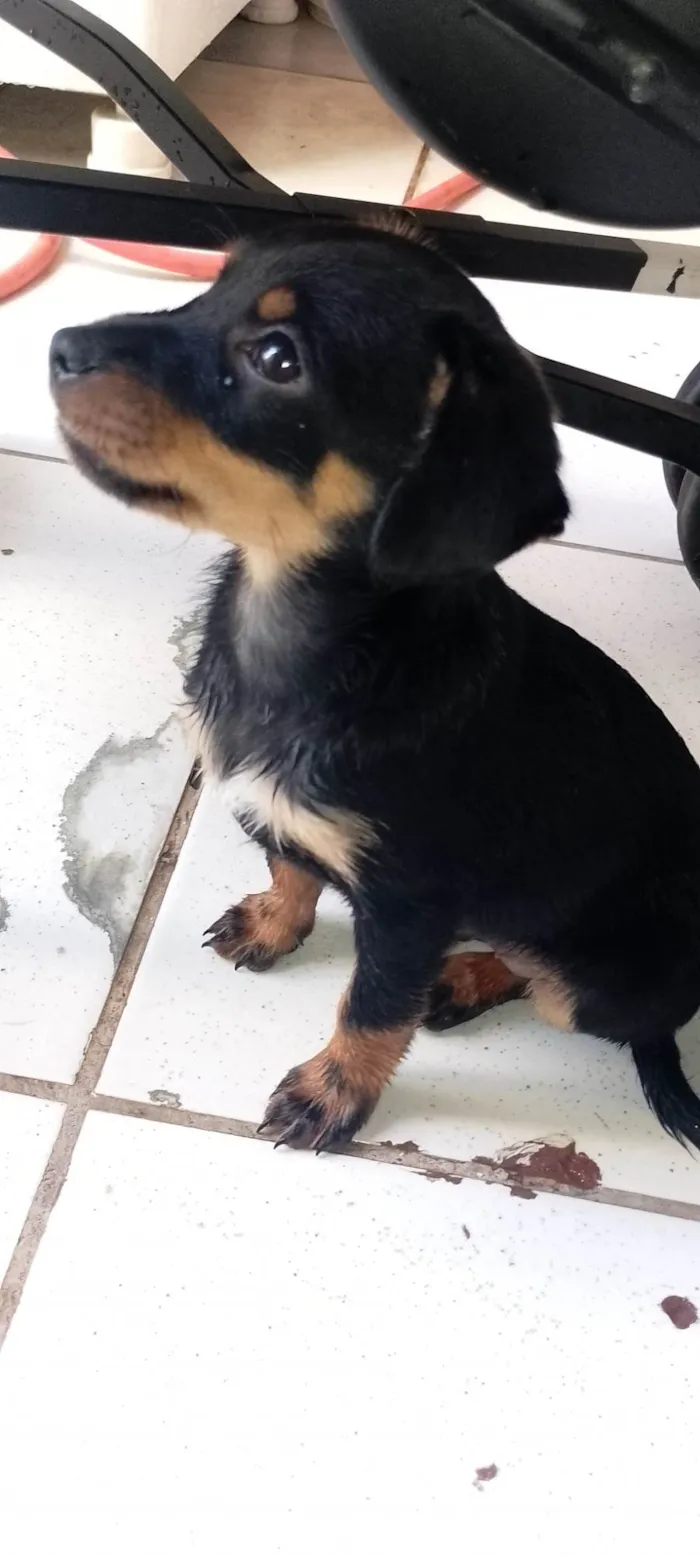 Cachorro ra a Pastor Alemão idade 7 a 11 meses nome Boby,nega,ravi, Simba, Zeus