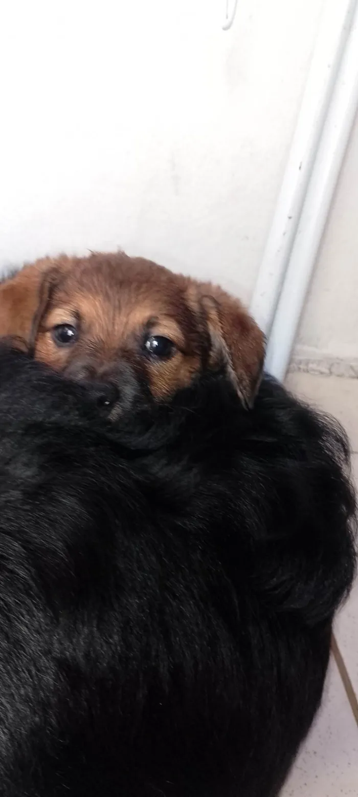 Cachorro ra a Pastor Alemão idade 7 a 11 meses nome Boby,nega,ravi, Simba, Zeus