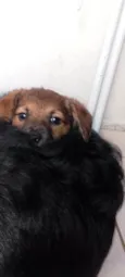 Boby,nega,ravi, Simba, Zeus