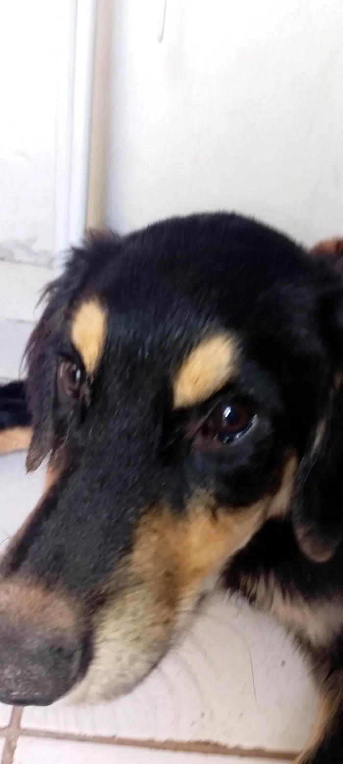Cachorro ra a Pastor Alemão idade 7 a 11 meses nome Boby,nega,ravi, Simba, Zeus