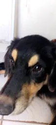 Boby,nega,ravi, Simba, Zeus