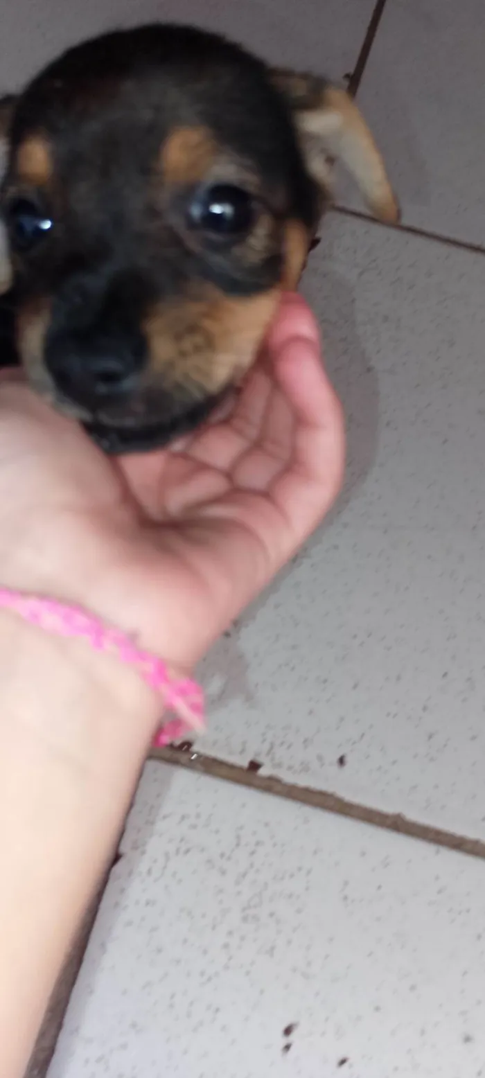Cachorro ra a Pastor Alemão idade 7 a 11 meses nome Boby,nega,ravi, Simba, Zeus