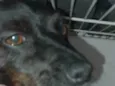 Boby,nega,ravi, Simba, Zeus
