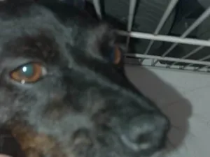 Cachorro raça Pastor Alemão idade 7 a 11 meses nome Boby,nega,ravi, Simba, Zeus