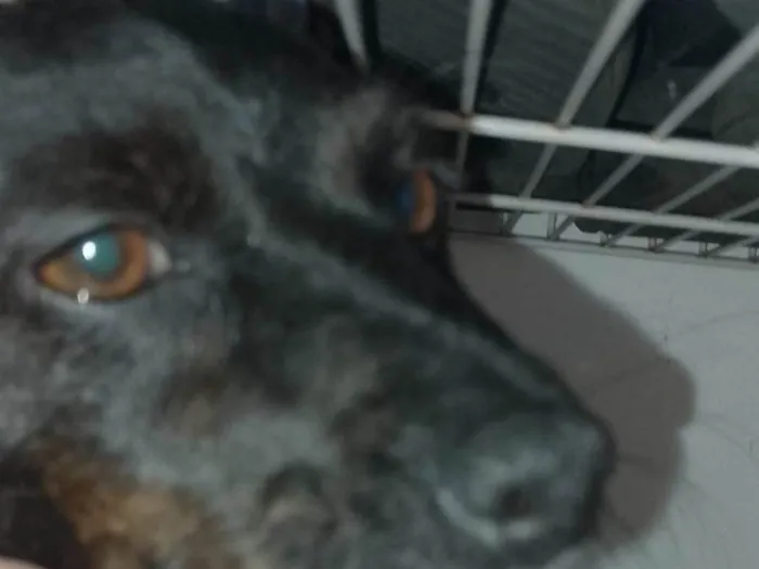 Cachorro ra a Pastor Alemão idade 7 a 11 meses nome Boby,nega,ravi, Simba, Zeus