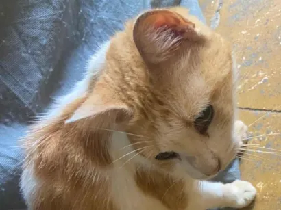 Gato raça Persa idade 2 a 6 meses nome Gato 