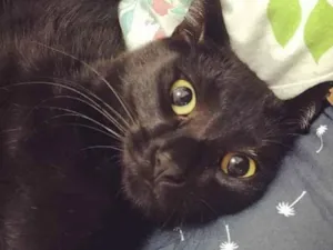 Gato raça SRD-ViraLata idade 5 anos nome Adoção responsável 