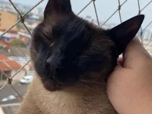 Gato raça SRD-ViraLata idade 5 anos nome Adoção 