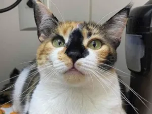 Gato raça SRD-ViraLata idade 5 anos nome Adoção 