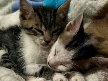 Gato raça SRD-ViraLata idade 2 a 6 meses nome Frajola