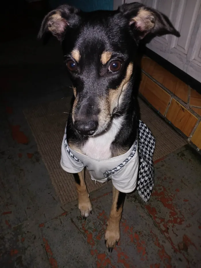 Cachorro ra a SRD-ViraLata idade 7 a 11 meses nome Lala