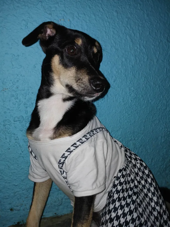Cachorro ra a SRD-ViraLata idade 7 a 11 meses nome Lala